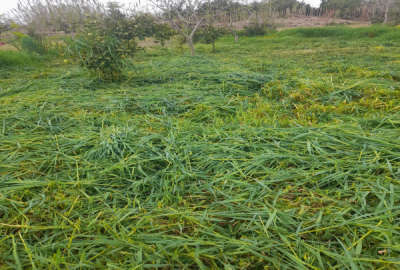 فروش زمین کشاورزی شمال ۱۰۰۰ متر نکا روستای نوذراباد