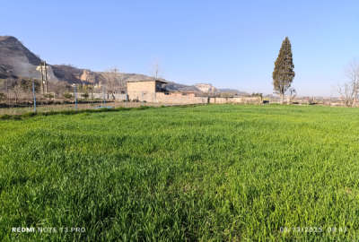 فروش زمین باغ کشاورزی شمال ۵۶۰۰ متر رستمکلا پلنگ باغ