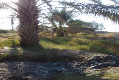 فروش زمین کشاورزی سیستان و بلوچستان ۳۰۰۰۰ متر ایرانشهر