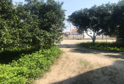 فروش زمین باغ شمال ۲۵۰ متر بابل روستای آله چال