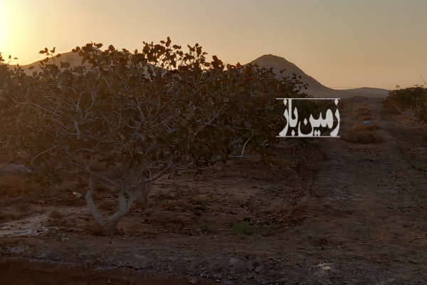 فروش زمین کشاورزی خراسان رضوی ۱۰۰۰ متر عمرانی گناباد خیبری-4
