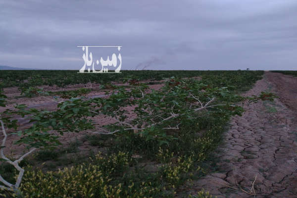 فروش زمین باغ کشاورزی خراسان رضوی ۴۰ هکتار انابد اسماعیل اباد-2