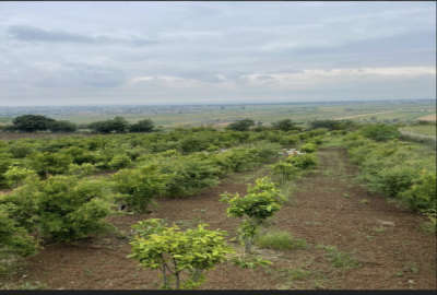 فروش زمین باغ گلستان ۶۰۰۰ متر گرگان روستای نصراباد