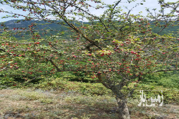 فروش زمین باغ گلستان ۲۰۰۰۰ متر علی آباد کتول روستای شیرین آباد-1