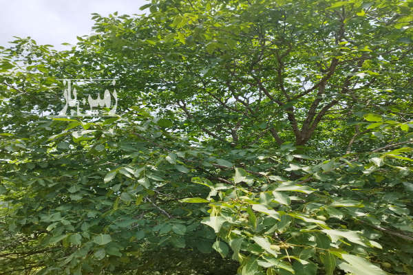 فروش زمین باغ گلستان ۲۰۰۰۰ متر علی آباد کتول روستای شیرین آباد-2