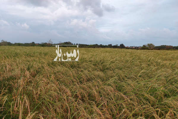 فروش زمین کشاورزی گیلان ۱۷۳۲ متر سیاهکل روستای دهبنه-1