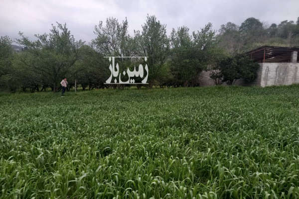فروش زمین باغ شمال ۵۰۰ متر ساری روستای زرین اباد-2