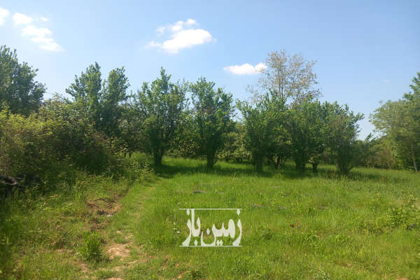 فروش زمین باغ شمال ۵۰۰ متر ساری روستای زرین اباد-3