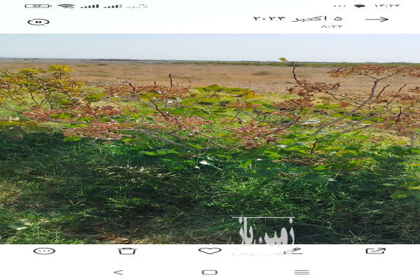 فروش زمین باغ یزد ۱۰۰ هکتار مروست روستای هرابرجان-2