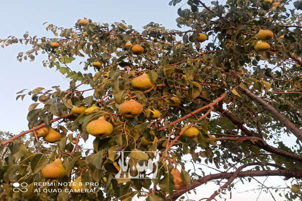 فروش زمین کشاورزی همدان ۱۶۰۰۰ متر لالجین-2