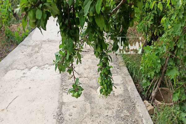 فروش زمین کشاورزی همدان ۱۶۰۰۰ متر لالجین-4