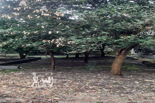 فروش زمین مسکونی شمال ۳۸۵ متر رامسر کتالم خیابان شهید طاهانی-2