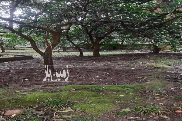 فروش زمین مسکونی شمال ۳۸۵ متر رامسر کتالم خیابان شهید طاهانی-4
