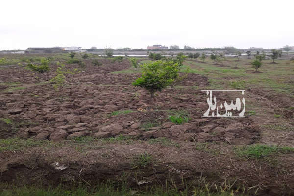فروش زمین باغ شمال ۱۰۰۰ متر جاده جدید امل به بابل-1