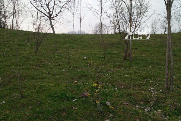 فروش زمین باغ شمال ۹۸۱ متر ساری روستای امره-4