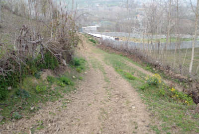 فروش زمین باغ شمال ۹۸۱ متر ساری روستای امره