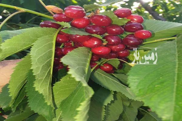 فروش زمین باغ لرستان ۲۱۰۰ متر الیگودرز محدوده باغ سارینا-4
