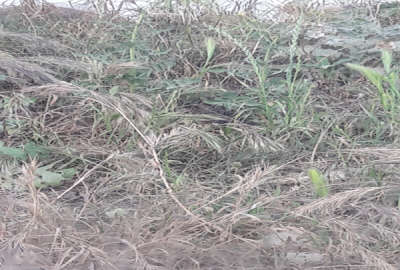 فروش زمین مسکونی شمال ۶۲۰ متر ساری جاده فرح آباد روستای ماهفروز