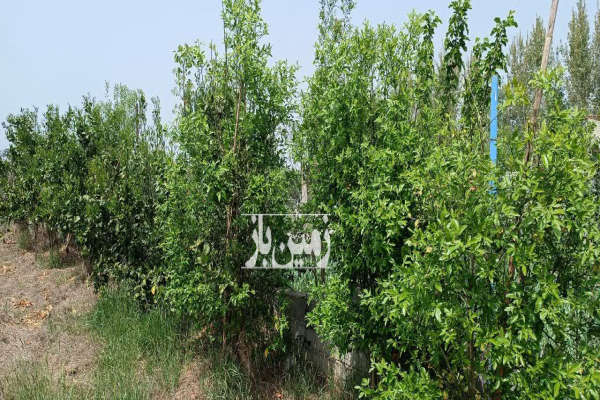 فروش زمین باغ کشاورزی شمال ۸۱۳ متر قائمشهر کوچکسرا روستای کروا-3