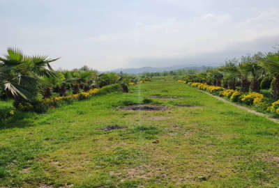 فروش زمین مسکونی گیلان ۶۵۰۰ متر چابکسر کلاچای روستای بی بالان
