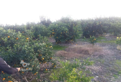 فروش زمین مسکونی کشاورزی شمال ۶۰۰ متر بابل زعفرانکلای گتاب