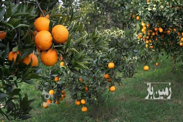 فروش زمین باغ صنعتی کشاورزی شمال ۳۰۰ متر بابل روستای هتکه پشت-1