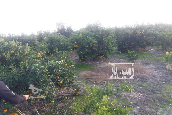 فروش زمین باغ صنعتی کشاورزی شمال ۳۰۰ متر بابل روستای هتکه پشت-2