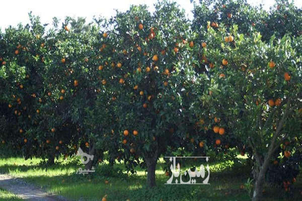فروش زمین باغ صنعتی کشاورزی شمال ۳۰۰ متر بابل روستای هتکه پشت-4