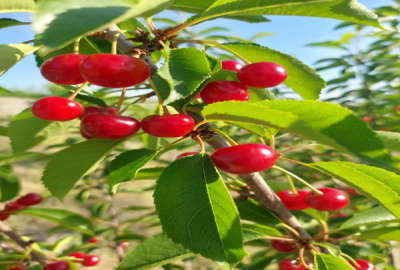 فروش زمین باغ سمنان ۵۵۰۰ متر بسطام