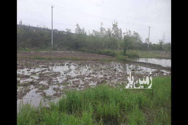 فروش زمین کشاورزی گیلان ۲۰۰۰ متر لنگرود لیلاکوه-3