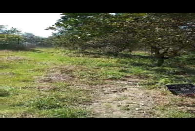 فروش زمین مسکونی شمال ۹۰۰ متر تنکابن روستای کترا حبیب آباد