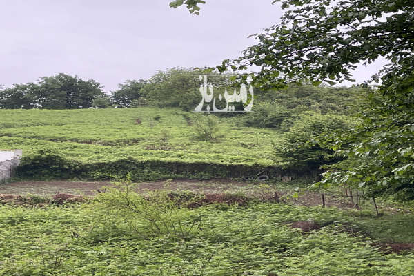 فروش زمین باغ شمال ۲۵۰ متر شيرگاه چايباغ-2