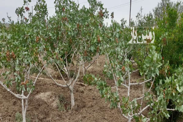 فروش زمین باغ خراسان رضوی ۵۰۰۰۰ متر سبزوار-2