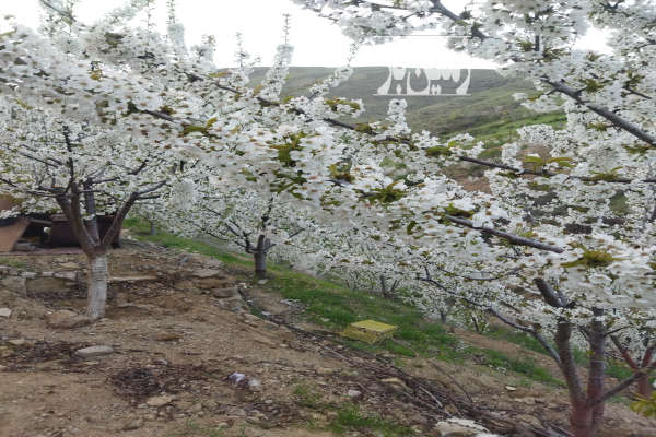 فروش باغ زنجان با ۳۵۰۰ متر زمین طارم-2