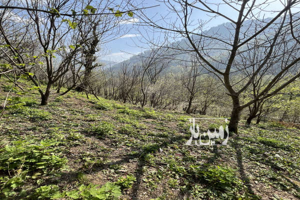 فروش باغ گیلان با ۶۰۰ متر زمین سیاهکل روستای بالارود-1