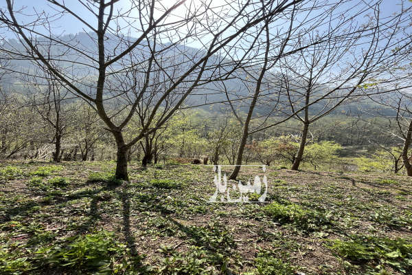 فروش باغ گیلان با ۶۰۰ متر زمین سیاهکل روستای بالارود-2
