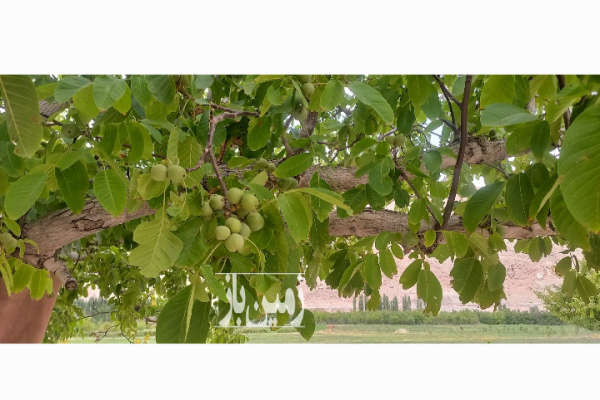 فروش زمین باغ کشاورزی تهران ۲۱۰۰ متر فیروزکوه روستای کمند-2