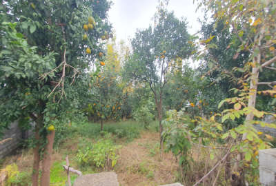 فروش زمین مسکونی شمال ۲۰۰ متر نوشهر روستای توسکاتک