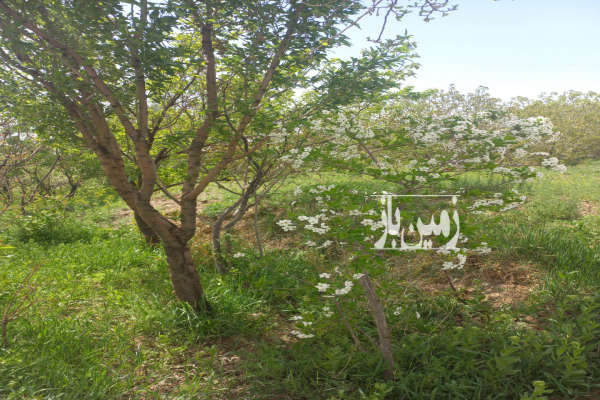 فروش باغ قزوین ۲۰۰۰ متر بویین زهرا روستای رودک-1