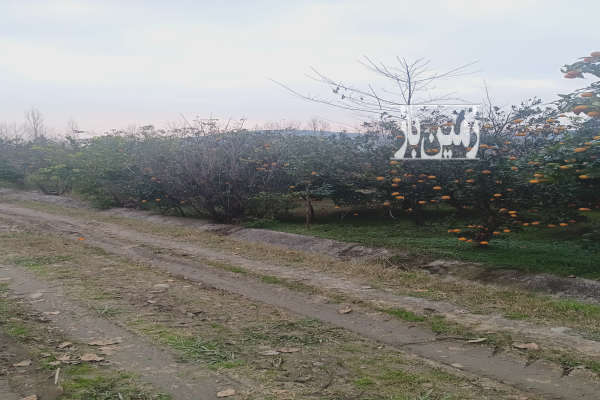 فروش زمین مسکونی شمال ۸۶۰ متر مرزیکلا-2