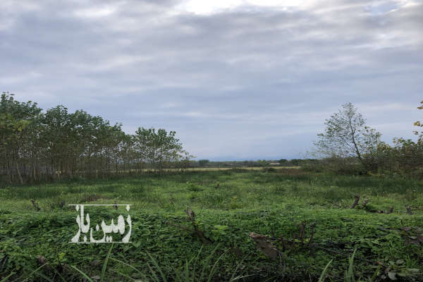فروش باغ گیلان با ۸۰۳ متر زمین صومعه‌ سرا روستای میانده-4