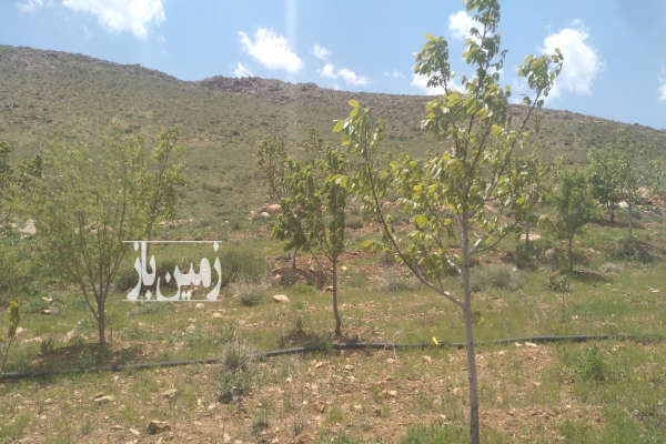 فروش باغ اصفهان با ۲۰۰۰ متر زمین فریدونشهر روستای سروشجان-4