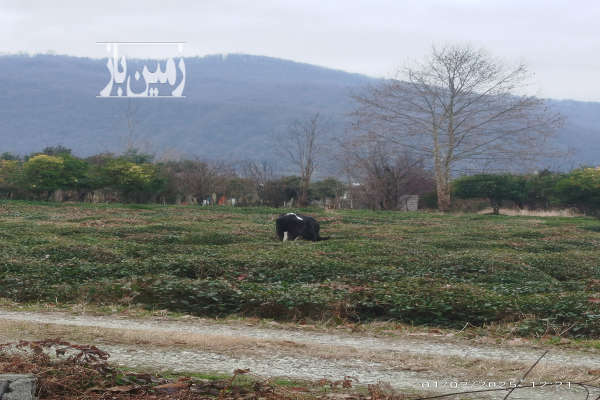 فروش زمین کشاورزی شمال ۲۰۰ متر چالوس امامرود-1