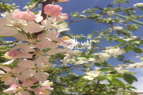 فروش زمین کشاورزی فارس ۱۴ هکتار شیراز-1