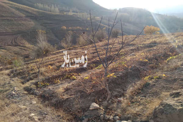 فروش باغ کشاورزی زنجان با ۱۰۰۰ متر زمین خرمدره روستای چالچوق-2