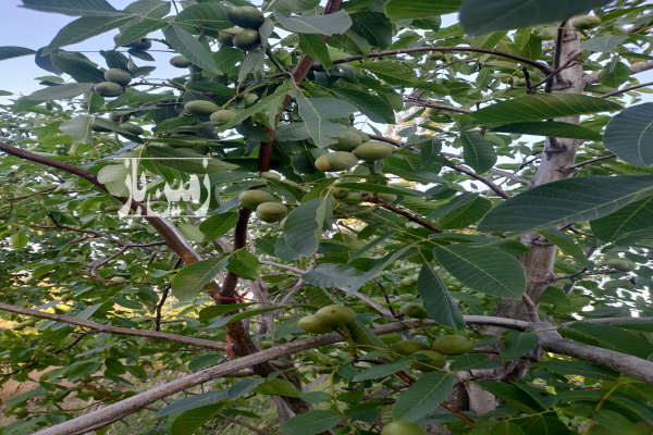 فروش باغ زنجان با ۱۰۰۰۰ متر زمین هیدج روستای شویر-1