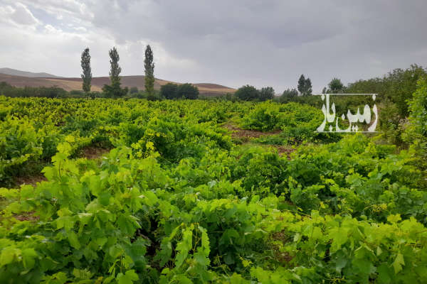 فروش باغ زنجان با ۱۰۰۰۰ متر زمین هیدج روستای شویر-2