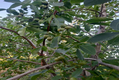 فروش باغ زنجان با ۱۰۰۰۰ متر زمین هیدج روستای شویر