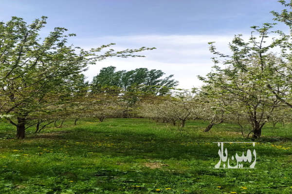 فروش باغ آذربایجان غربی با ۴۶۵۰ متر زمین خوی روستای زاویه حسن خان-4