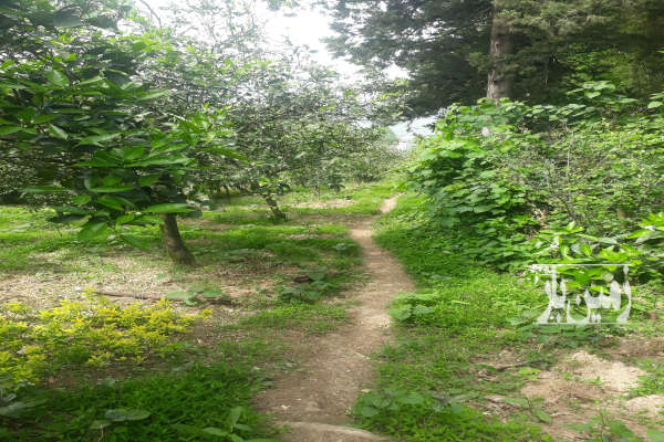 فروش زمین کشاورزی شمال ۹۵۰ متر نشتارود روستای دینارسرا-1